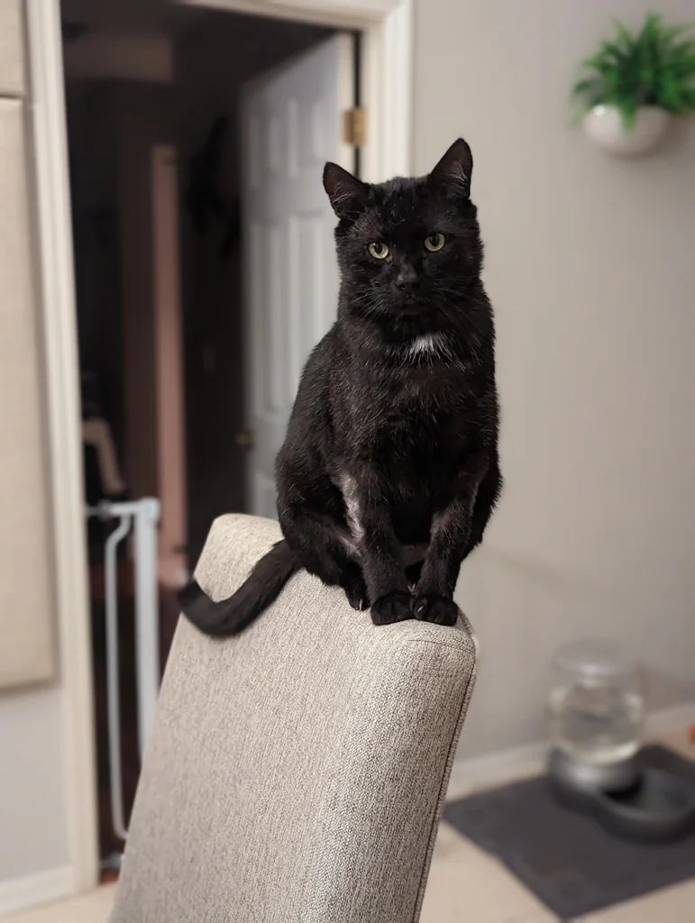 Black senior cat sitting on his favorite chair back posing for Kacie