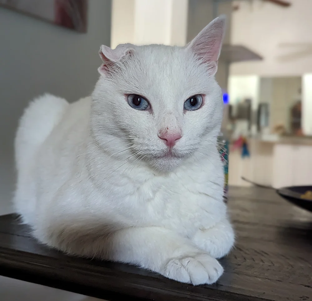 Artemis a cat with partial paralysis sitting on the table for Kacie