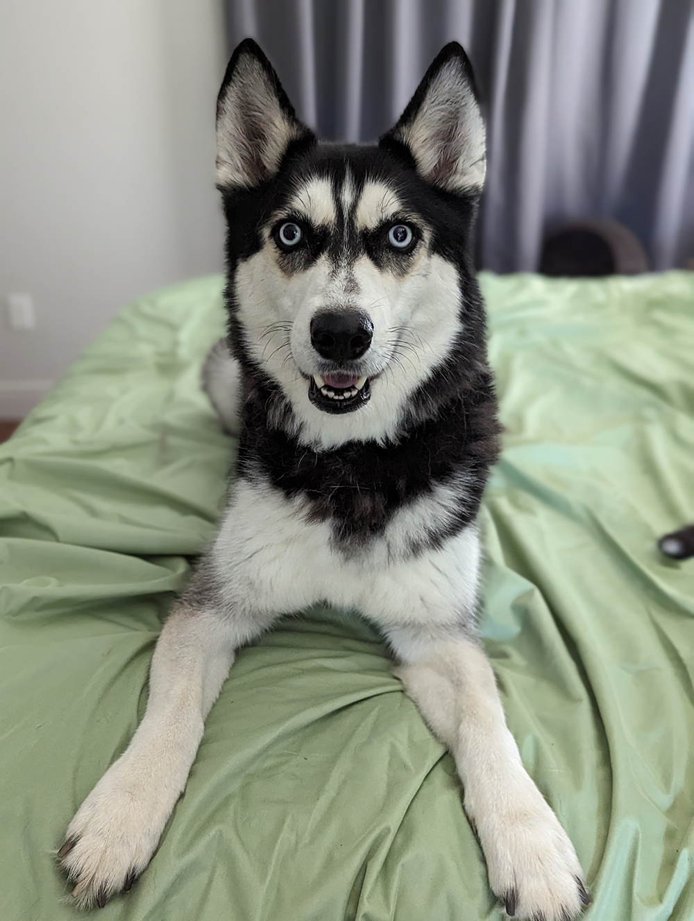 Mochi the Husky in play mode with her pet sitter Kacie