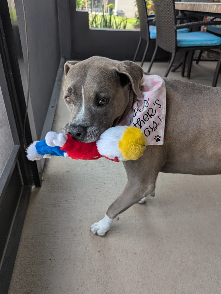 A grey pitbull with a toy in his mouth and a pink bandana looking at the camera