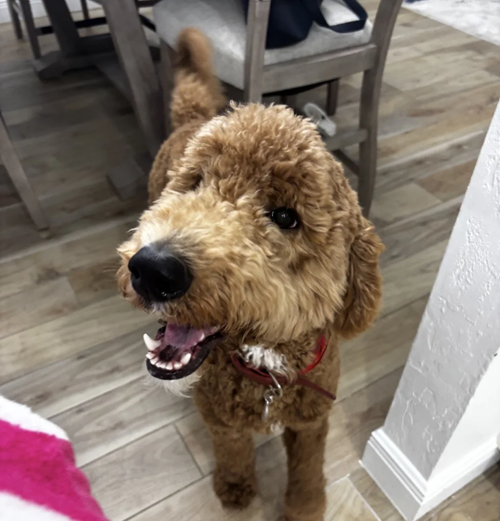Happy smiling golden labradoodle in their home being taken care of by Kacie