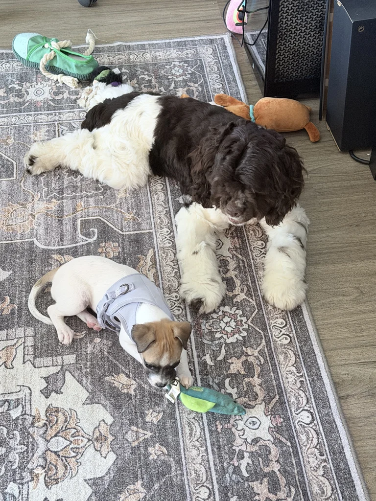 Large breed dog and small dog sitting on the carpet peacefully